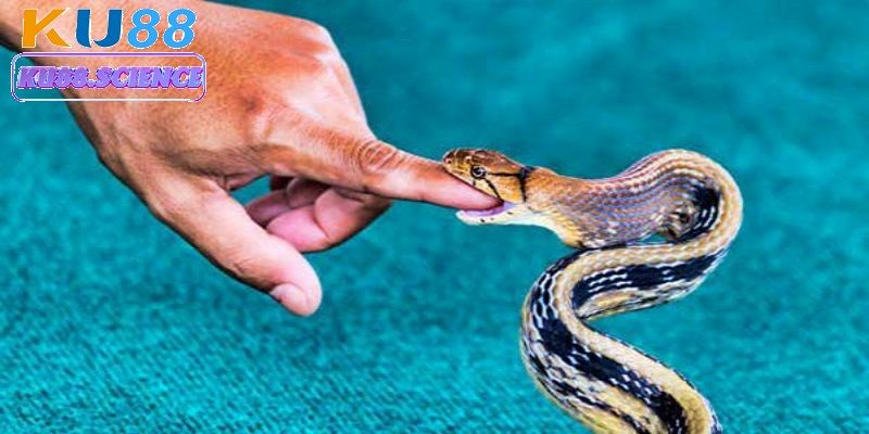 Giải mã từng tình huống mơ thấy rắn để nắm bắt cơ hội chơi lô đề chuẩn xác